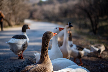 country goose and ducks