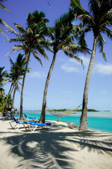 Hammock slung between tall swaying palms in shade by waters edge on Aitutaki Island