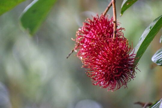 Ranbut&aacute;n - leechy -Fruta tropical 