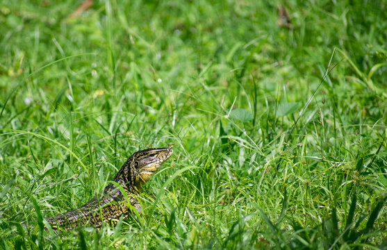 Salvator merianae - tegu - Lagarto Colombia