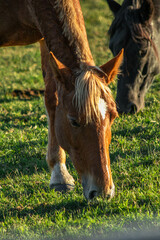 Retrato de caballo padrillo pastando en el campo junto a otro caballo, al atardecer © Juls