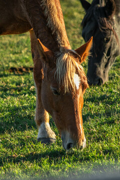 Retrato de caballo padrillo pastando en el campo junto a otro caballo, al atardecer