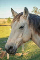 Obraz premium Retrato de caballo bayo en el campo