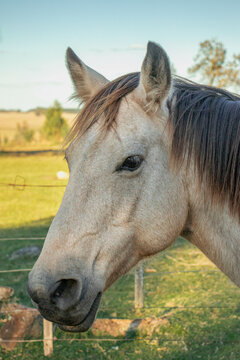 Retrato  de caballo bayo en el campo