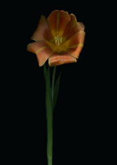 scanography photography of flowers, scanography of a tulip on a dark background, background for wedding invitations, cards with flowers