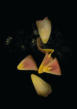 scanography photography of flowers, scanography of a tulip on a dark background, background for wedding invitations, cards with flowers