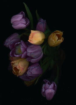 scanography photography of flowers, scanography of a tulip on a dark background, background for wedding invitations, cards with flowers