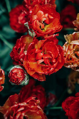 Dark red tulips background, floral, real flowers