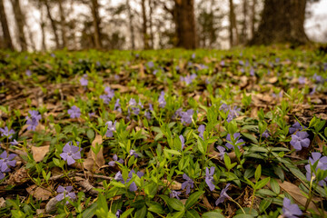Purple Flowers Carpet The Forest Floor In Spring