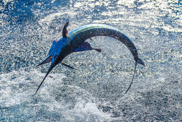 A Marlin leaps off Cabo San Lucas, MX