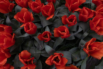 Dark red tulips background, floral, real flowers