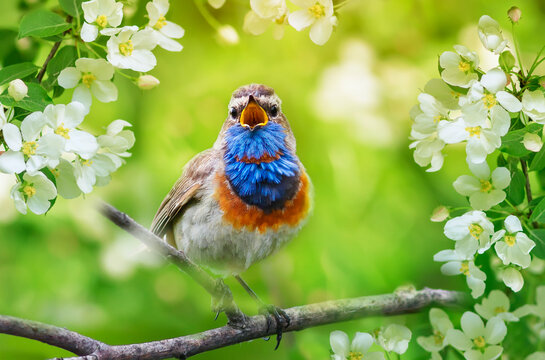 variegated bird male bluethroati sings, sitting on a flowering branch of an apple tree in a sunny spring garden
