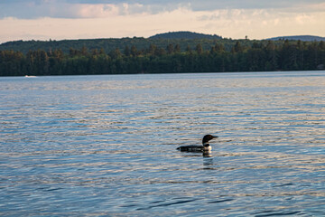 loon in the lake