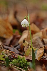 Blühender Märzenbecher (Leucojum vernum) im Wald.mit Regentropfen