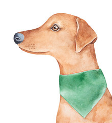 Watercolour illustration of cute German Pinscher Dog in deer-red color wearing green neck bandana. Hand drawn water colour graphic painting on white, cut out clipart element for design decoration. - 571016432