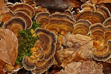 Schmetterlings-Tramete (Trametes versicolor) auf Totholz