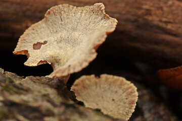 Herbe Zwergknäuelinge (Panellus stipticus)