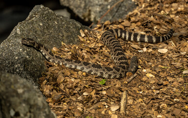 Rattlesnake Heads Toward Rocks on the Side of the Trail