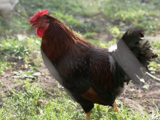 Domestic rooster walks, looking for food in rural yard