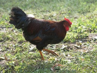 Domestic rooster walks, looking for food in rural yard