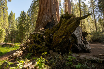Root Of Giant Sequoia Lays At The Base Of Another Sequoia