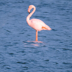 Obraz premium pink flamingo in water