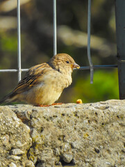 robin on the fence
