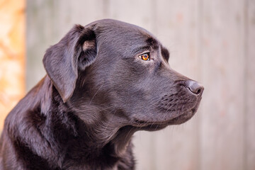 Profile of a black labrador retriever dog with brown eyes. Animal, pet. Portrait of a dog.