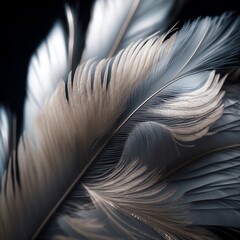 White Feathers 