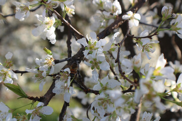 Fruit Tree in Bloom