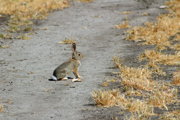 Desert Cottontail Rabbit