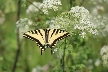 Western Tiger Swallowtail butterfly