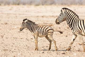 Fototapeta na wymiar Baby zebra with mother zebra walking in Etosha National Park, Namibia, Africa