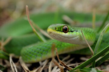 Fototapeta premium snake in the grass