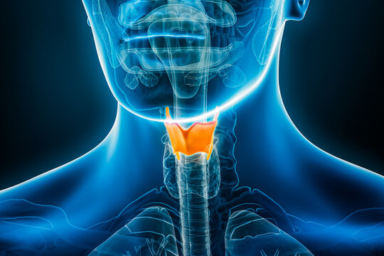 Xray of thyroid cartilage 3D rendering illustration with male body contours. Human anatomy, medical, biology, science, healthcare concepts.