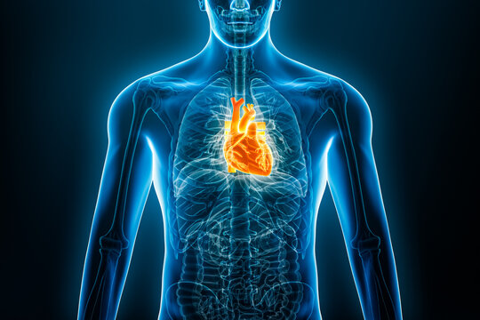 Xray anterior or front view of human heart 3D rendering illustration with male body contours. Anatomy, cardiovascular system, medical, biology, science, healthcare concepts.