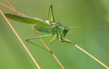 Grasshopper great green Tettigonia viridissima