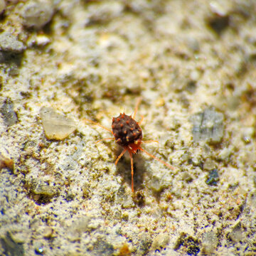 Petrobia harti