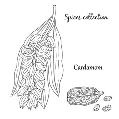 Vector graphic illustration with cardamom plant