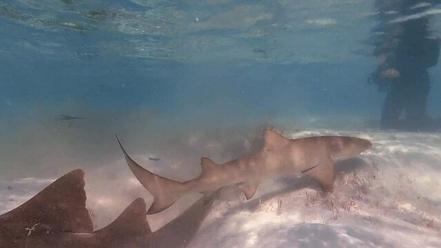 4k video of Lemon Sharks (Negaprion brevirostris) in the shallow water in North Bimini, Bahamas
