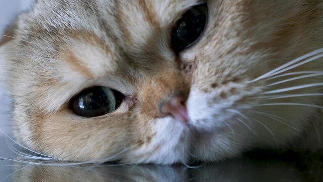 M&uuml;de Britische Kurzhaarkatze, Nahaufnahme