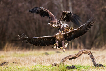 White-tailed eagle (Haliaeetus albicilla) two predators have an aerial duel