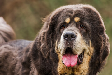 The Tibetan Mastiff portrayed up close