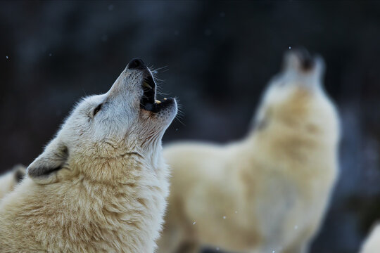 Arctic wolf (Canis lupus arctos) everyone howls in chorus