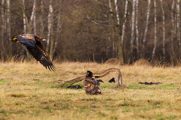 White-tailed eagle (Haliaeetus albicilla) one bird of prey flies over another