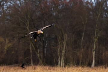 White-tailed eagle (Haliaeetus albicilla) flying over the countryside