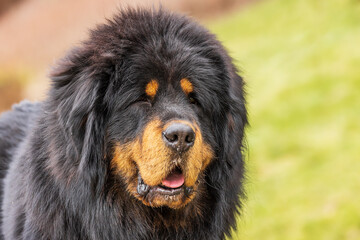 Fototapeta premium The Tibetan Mastiff close-up portrait