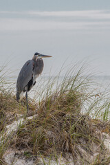 Heron on Coast Vertical