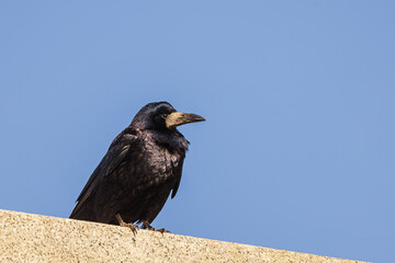 The rook (Corvus frugilegus) against the blue sky