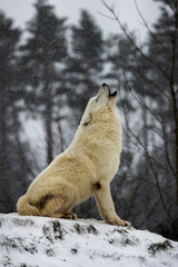 Obraz na płótnie Canvas Arctic wolf (Canis lupus arctos) howling sadly into the falling snow